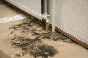 recent project for damp proofing in hastings